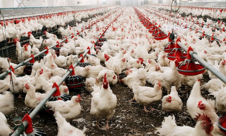 Broilers