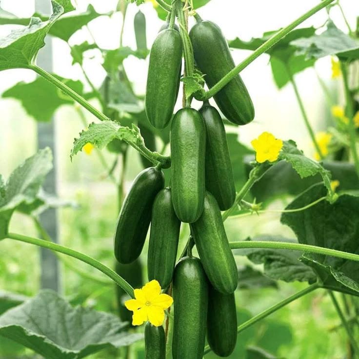 Cuccumber