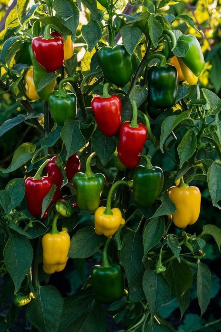 Pepper