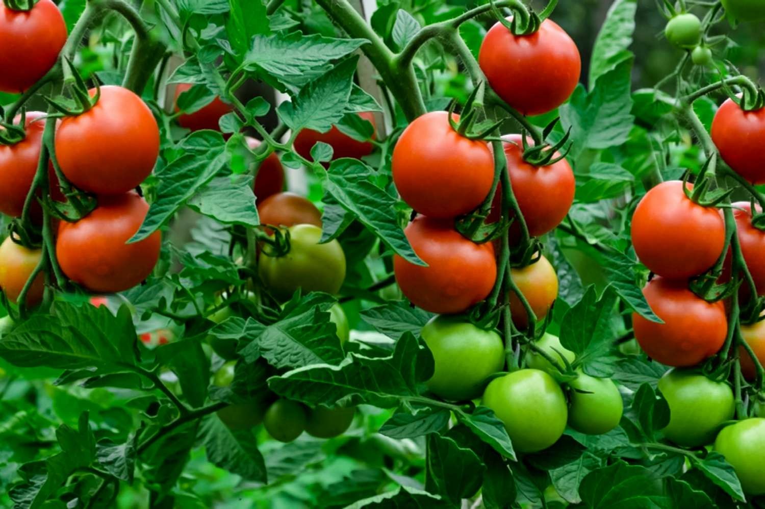 Tomatoes